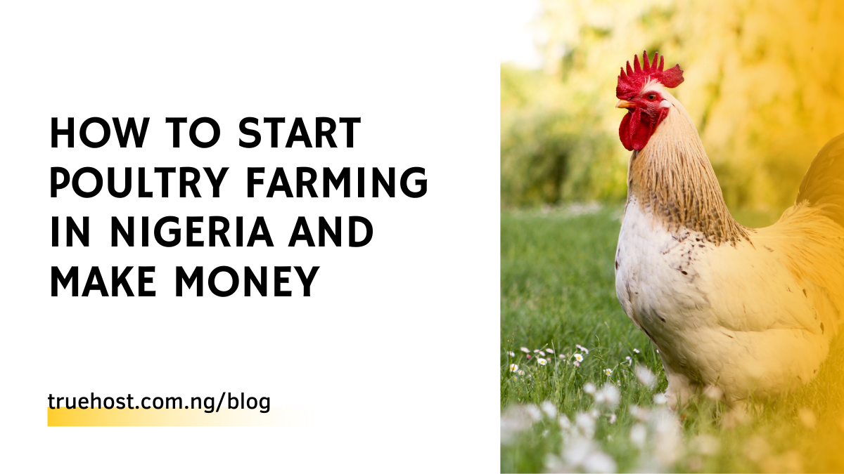 5 Easy Steps to Start Poultry Farming in Nigeria and Make Money